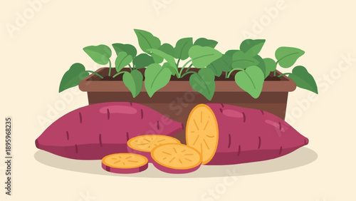 Sweet potatoes with green leafy tops in a planter