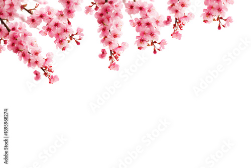 Spring Japanese Cherry blossom flower background vector. Sakura floral Wallpaper design of elegant watercolor cherry blossom flower, branch. Illustration for banner, wall decoration, backdrop, ads.