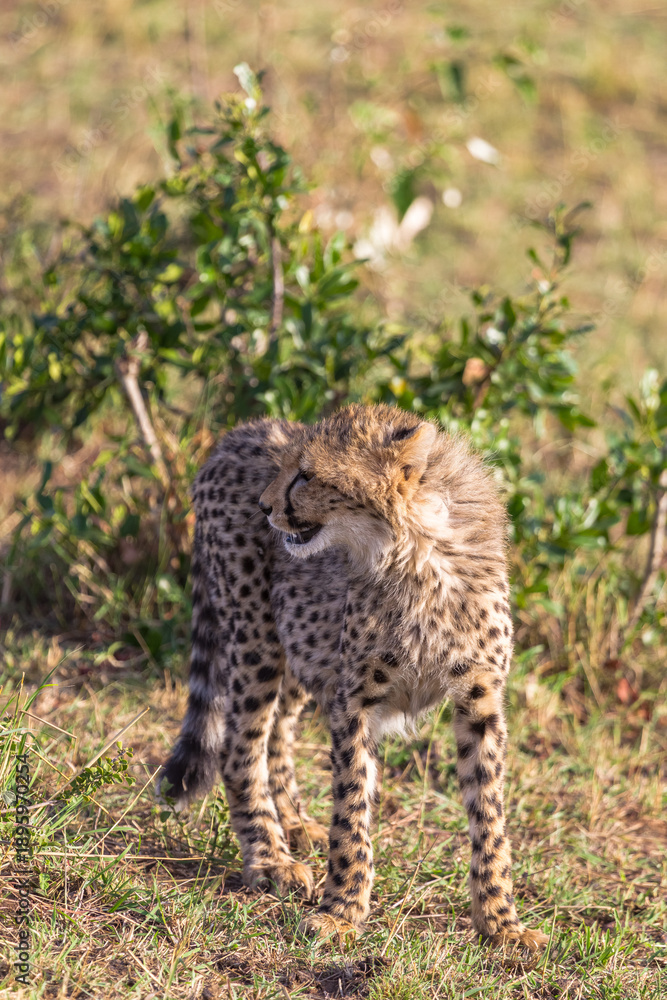 Fototapeta premium Young cat cheetah near tree. Masai Mara, Kenya