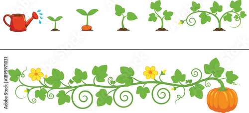 Complete pumpkin growth cycle illustration featuring stages from sprout to mature vine with watering can and harvest pumpkin for garden education.