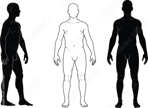 Male Human Body Silhouettes From Front Side and Back Views On White Background Keywords: male, human, body, silhouette, front, side, back, view, outline, anatomy