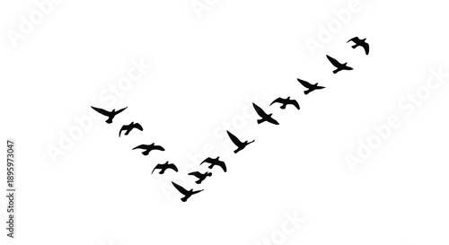 Flock of birds flying in V-formation silhouette vector