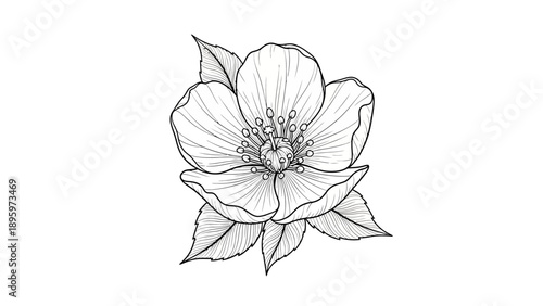 Detailed drawing of a single flower.