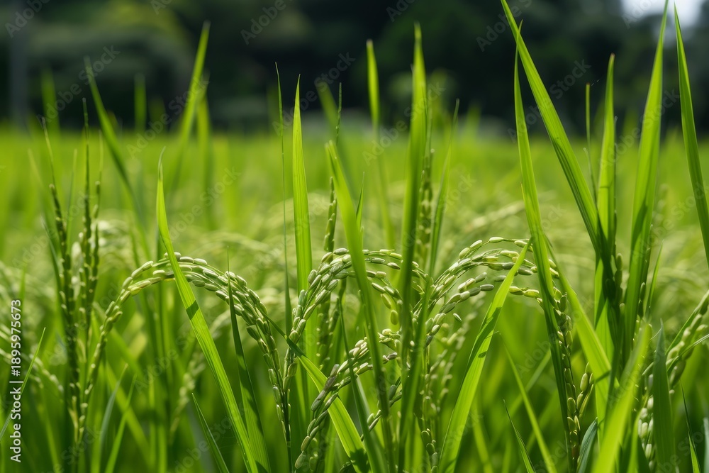 Fototapeta premium Close up of immature, vibrant green rice growing in a paddy field, showcasing the healthy growth of the crop
