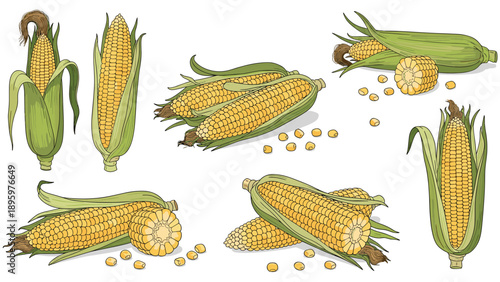 Realistic illustrations of fresh corn on the cob with green husks alongside peeled cobs and golden yellow corn kernels.