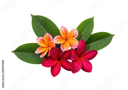 Elegant flat lay of vibrant red plumeria and gradient orange frangipani blossoms clustered with glossy tropical leaves, isolated on transparent with soft shadows. Serene minimalist beauty concept