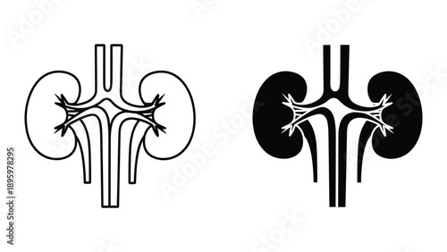 Anatomical illustration of human kidneys in different styles