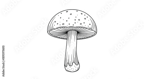 Detailed black and white line drawing of a wild mushroom with a spotted cap and gills reveals an intricate botanical study of fungi.