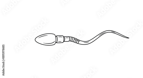 Single sperm cell is shown in a black and white line drawing illustration featuring a detailed head and a long wavy tail for biology study.