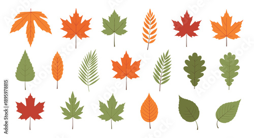 Diverse collection of colorful autumn leaves from various tree species including maple, oak, and birch in shades of red, orange, and green.