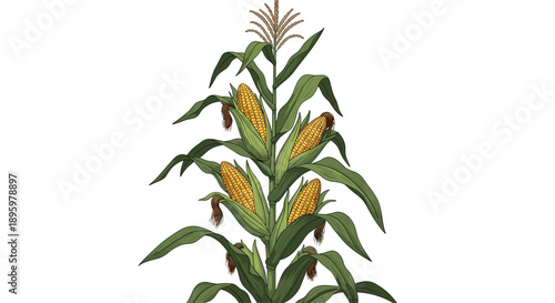 Tall corn plant with green leaves and four ripe ears of yellow corn with silk husks isolated on a white background.