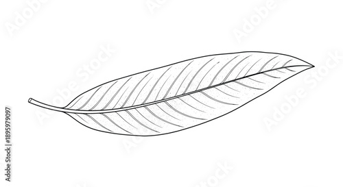 Detailed black and white pencil sketch of a single elongated leaf with prominent veins and a slender stem.
