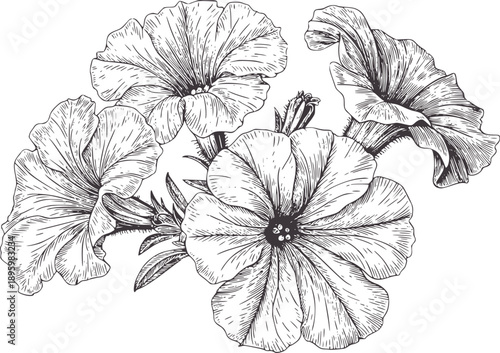 Black and line of blooming petunia flowers botanical vintage