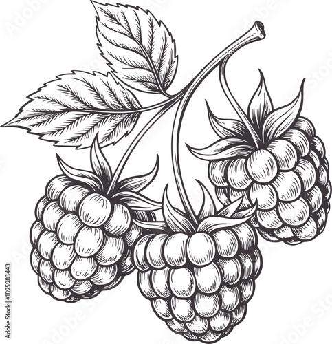 Black and of three raspberries a branch with leaves raspberry fruit food nature