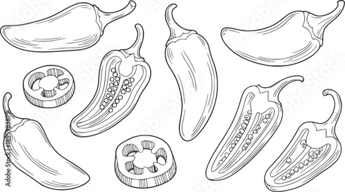 Hand drawn black and line of whole and sliced jalapeno peppers chili food ingredient