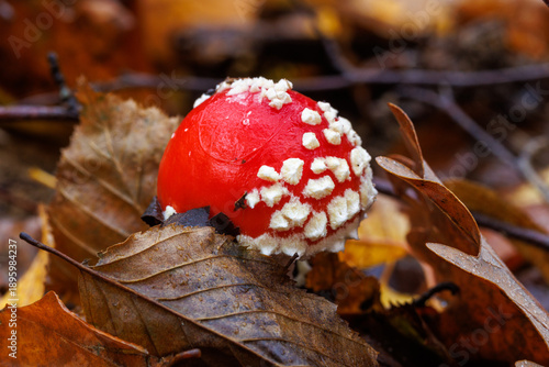 Fotografie Fliegenpilz (Amanita muscaria)