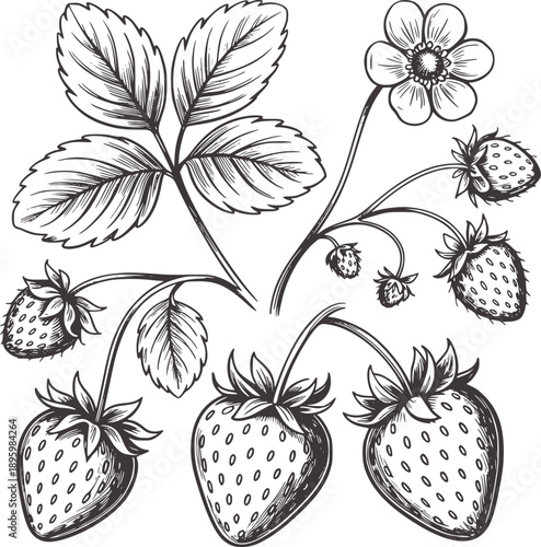 Pen and ink botanical of strawberry plant with fruits and flower leaf