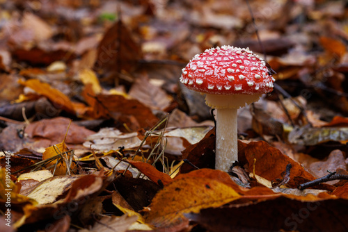 Obraz na płótnie Fliegenpilz (Amanita muscaria)