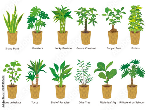 観葉植物イラストセット