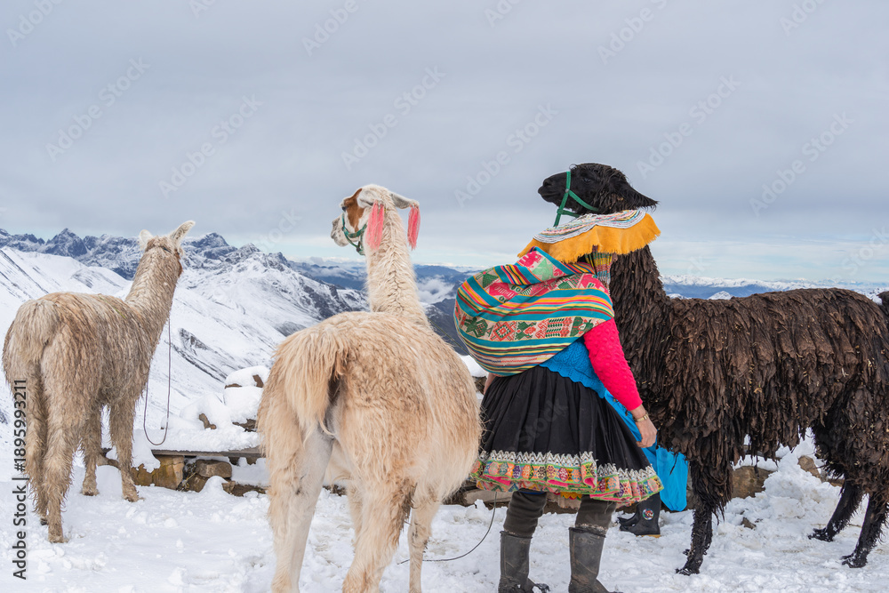 Fototapeta premium A group of llamas with a local herder at the Rainbow mountain viewpoint waiting for tourists to take photos. Scenic winter landscape
