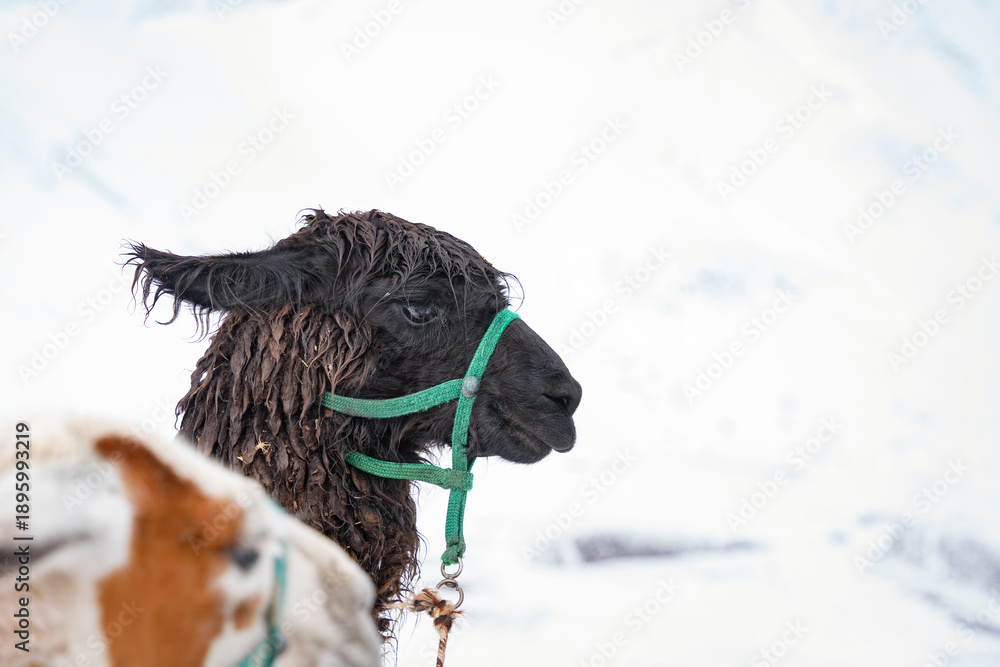 Naklejka premium Close up portrait of a black llama taken on the way to the Rainbow Mountain viewpoint in Peru