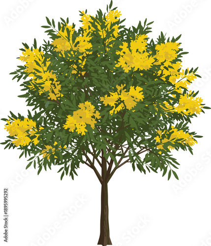 Golden Shower Tree Illustration, Yellow Flowering Cassia Fistula Botanical Vector Isolated on White Background Nature Floral Design