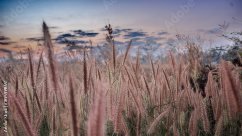 reeds in the morning