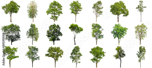 collection of various isolated green trees photographed against a transparent background, ideal for architectural renderings and landscape design.