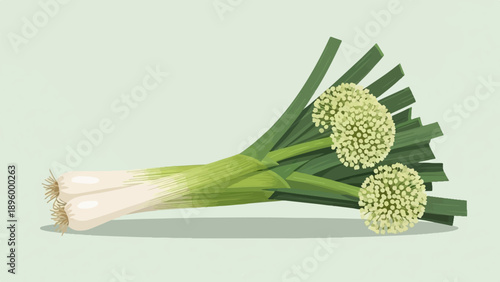Two green onions with white bases and fluffy white flower heads