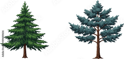 Pine and Blue Spruce Tree Illustration Set, Evergreen Conifer Botanical Trees Isolated on White Background Nature Design
