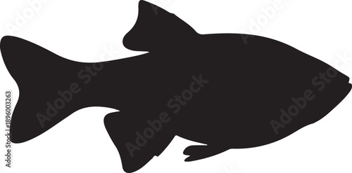 Scarlet Badis Silhouette on White Background