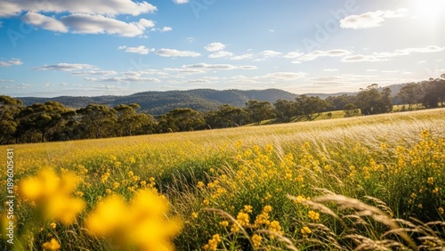 Golden Flower Field and Rolling Hills Under a Blue Sky