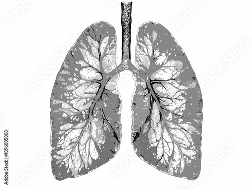 Anatomical illustration of human lungs detailed and monochrome