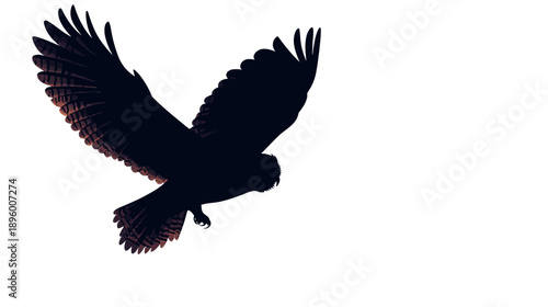 Majestic bird of prey soaring against a white sky