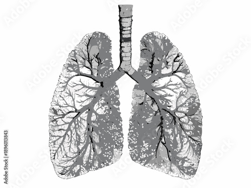 Anatomical illustration of human lungs showcasing intricate bronchial structures