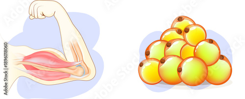 Balance between muscle and fat tissue. Muscle-fat balance. Body composition.