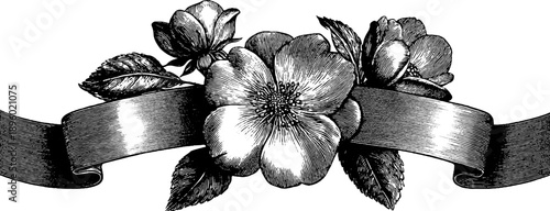 Elegant vintage botanical scroll banner with 19th century engraved flower design for decorative use