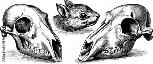 Vintage 19th century botanical study of small mammal skulls and head engraving