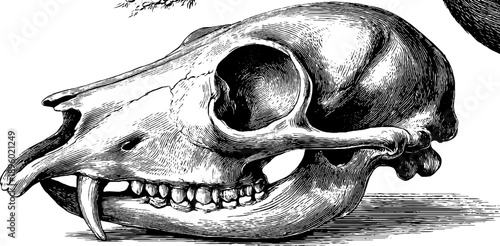 Small mammal skull study with botanical elements - vintage 19th century engraving for educational and design use