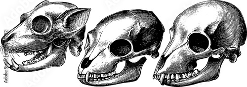 Study of small mammal skulls in vintage botanical engraving style from 19th century