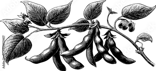 Vintage botanical engraving of soybean plant with pods from 19th century