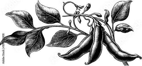 19th century botanical engraving of soybean plant with pods for vintage design