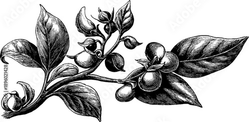 Vintage botanical illustration of soybean plant with pods from 19th century