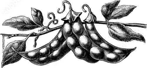 Vintage botanical engraving of soybean pods for agricultural studies and design
