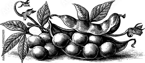 Vintage botanical study of soybean pods - hand drawn engraving for agricultural design