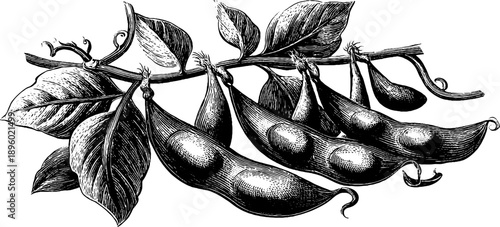 Vintage botanical engraving of soybean pods for agricultural study and design
