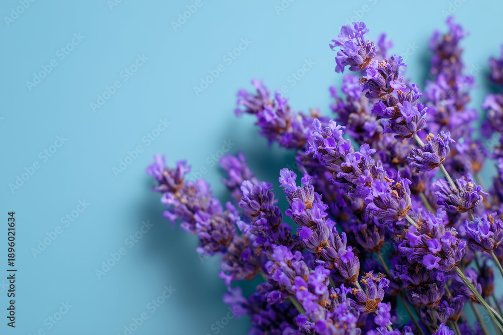 Obraz premium Lavender flowers grow and create a calming atmosphere in a simple setting with a blue background