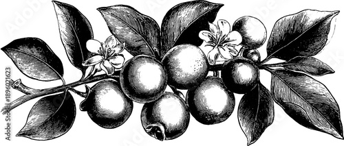 Spindle tree with poisonous seeds - 19th century vintage botanical design for print