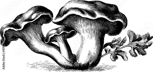 Split gill fungus specimen vintage botanical engraving from 19th century for nature study and design