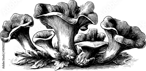 Vintage botanical engraving of split gill fungus specimen from 19th century for retro design